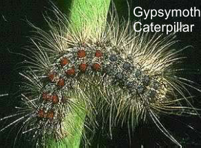 Gypsymoth Caterpillar